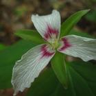 Mary Stallins Ray Memorial Plant Preserve - painted trillium