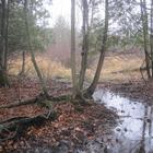 White Cedar Swamps Nature Sanctuary